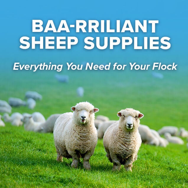 Baa-rriliant Sheep Supplies 